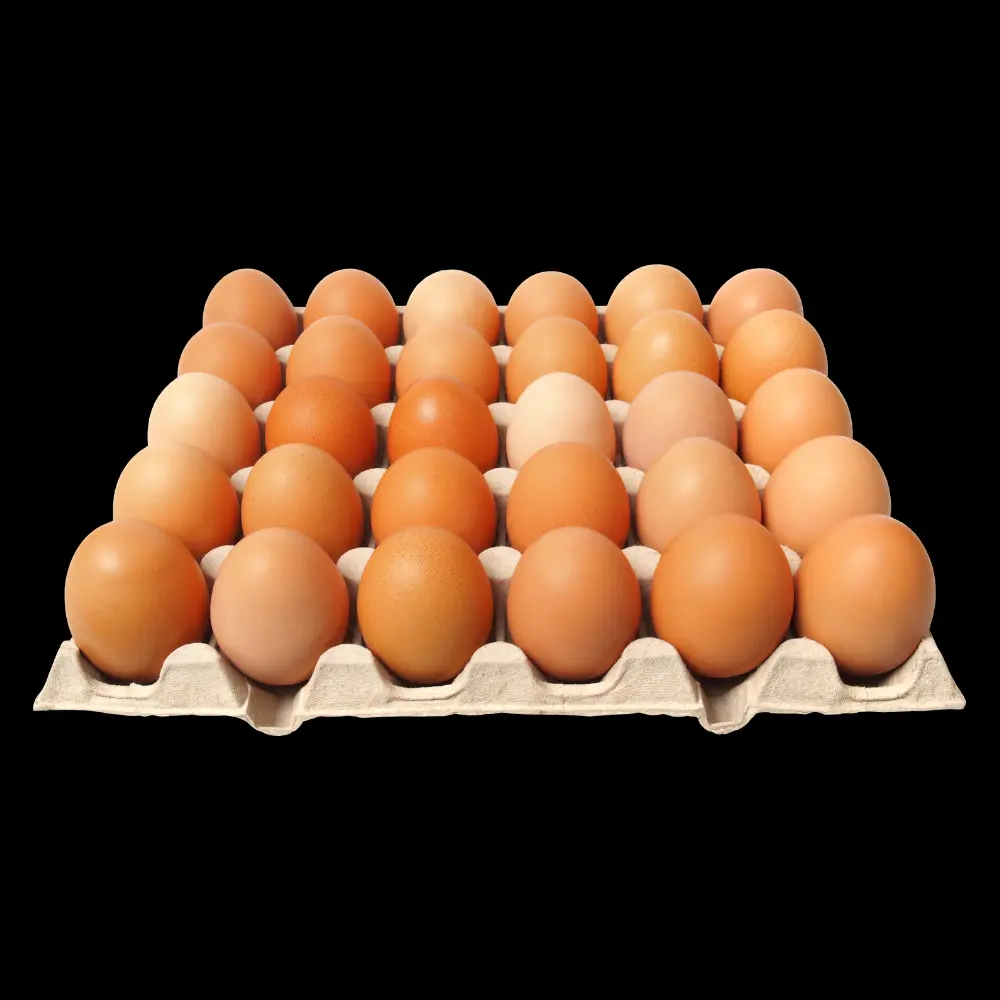 OEUFS CLASSE M X30 PLEIN AIR {C8}