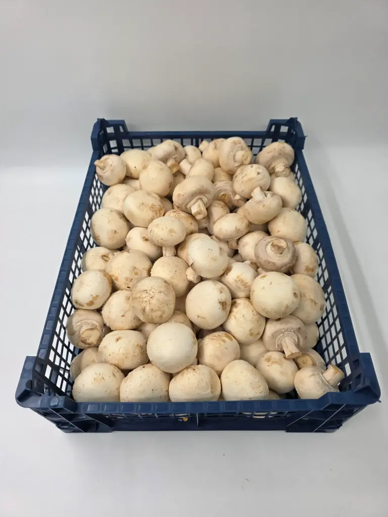 CHAMPIGNONS CAISSE 3KG - prix au cours