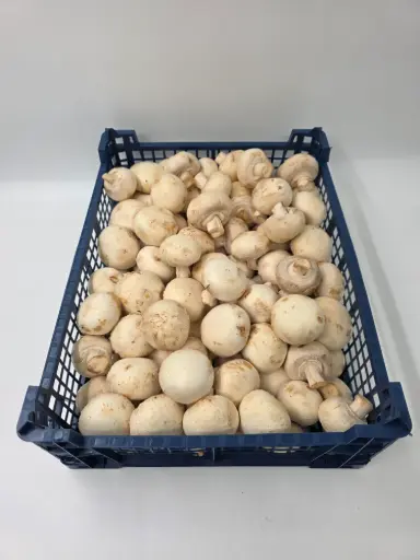 [ART-00104] CHAMPIGNONS CAISSE 3KG - prix au cours