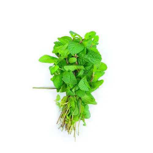 MENTHE FRAICHE - 1PCS